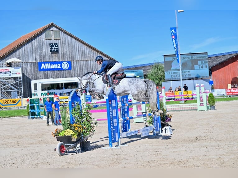 Oldenburg-International (OS) Mare 7 years Grey in St. Josefen