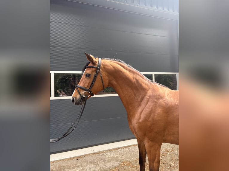 Oldenburg-International (OS) Mare 8 years 15.3 hh Brown in Hamminkeln
