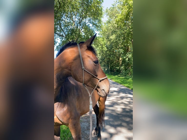 Oldenburg-International (OS) Mare 8 years 15,2 hh Brown in Friedeburg