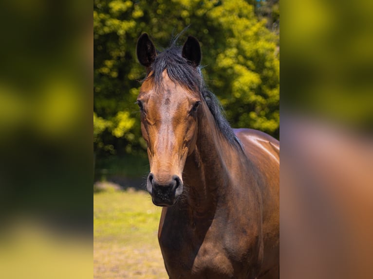 Oldenburg-International (OS) Mare 8 years 15,2 hh Brown in Friedeburg