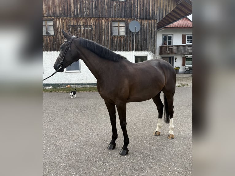Oldenburg-International (OS) Mare 8 years 16.1 hh Black in Altusried