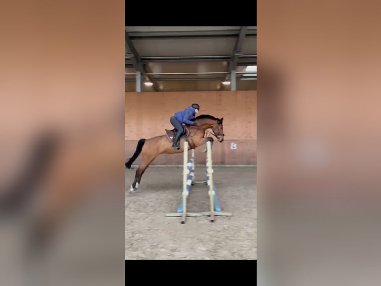 Oldenburg-International (OS) Mare 8 years 16.1 hh Brown in Dinklage