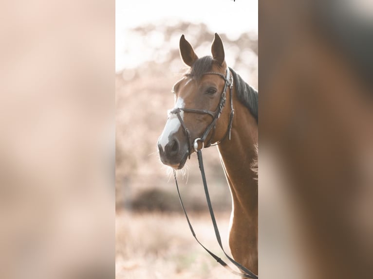 Oldenburg-International (OS), Mare, 8 years, 16.1 hh, Brown