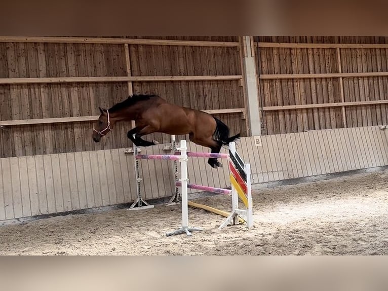 Oldenburg-International (OS) Mare 8 years 16.2 hh Brown in Bad Homburg vor der Höhe