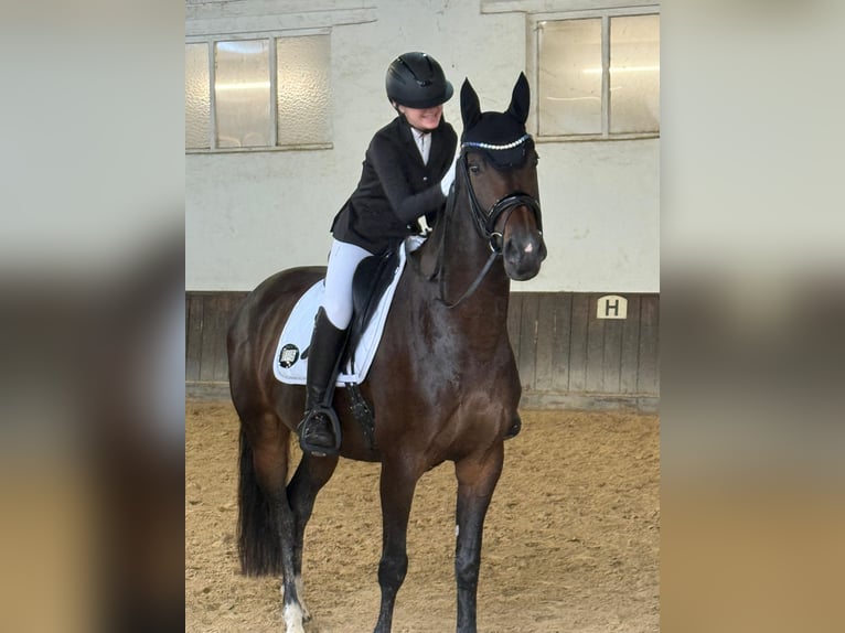 Oldenburg-International (OS) Mare 8 years 16 hh Bay-Dark in Uehlfeld