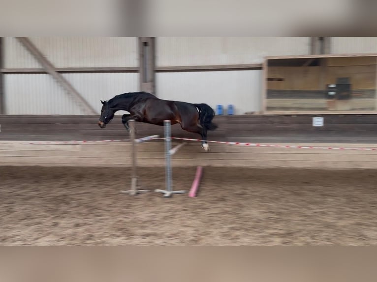 Oldenburg-International (OS) Mare 8 years 16 hh Bay-Dark in Uehlfeld