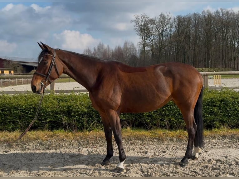 Oldenburg-International (OS) Mare 8 years 16 hh Bay in Wallenhorst