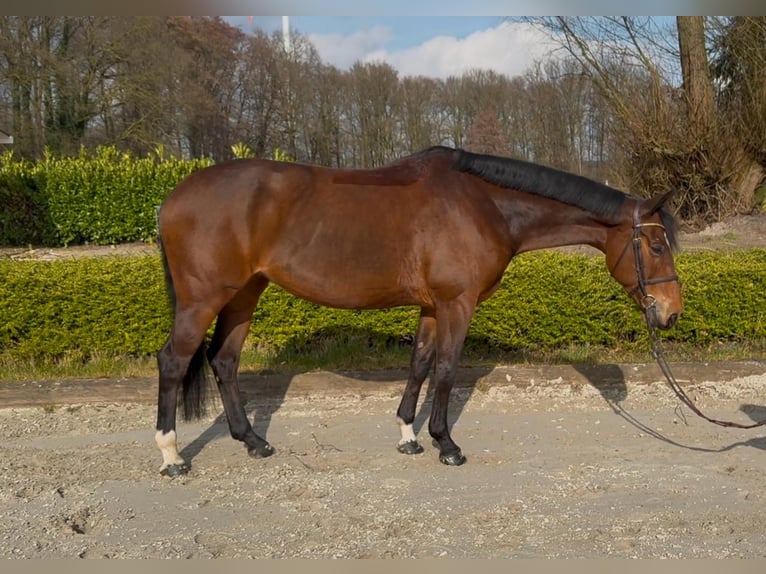 Oldenburg-International (OS) Mare 8 years 16 hh Bay in Wallenhorst
