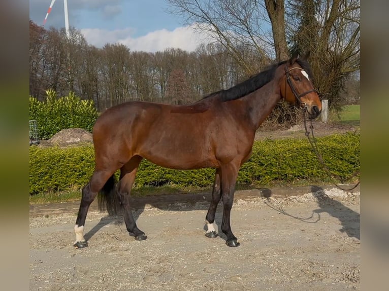Oldenburg-International (OS) Mare 8 years 16 hh Bay in Wallenhorst