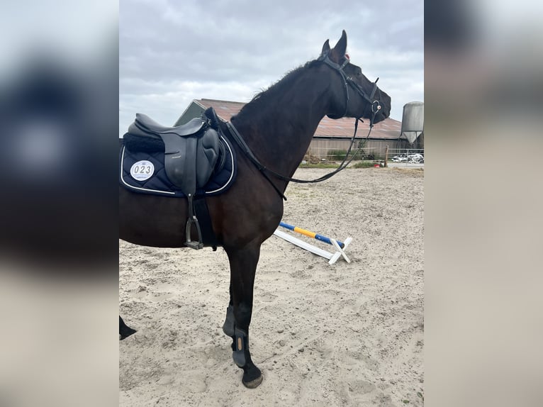 Oldenburg-International (OS) Mare 8 years 16 hh Black in Hinte