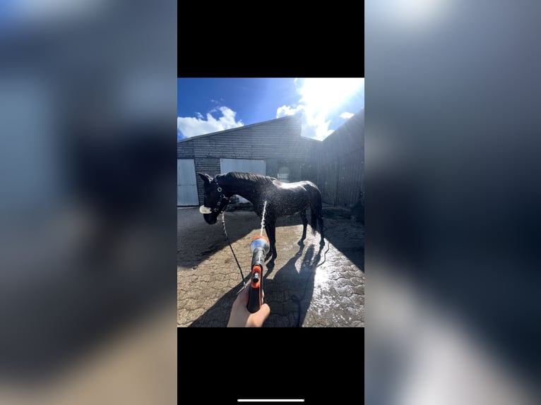 Oldenburg-International (OS) Mare 8 years 16 hh Black in Hinte
