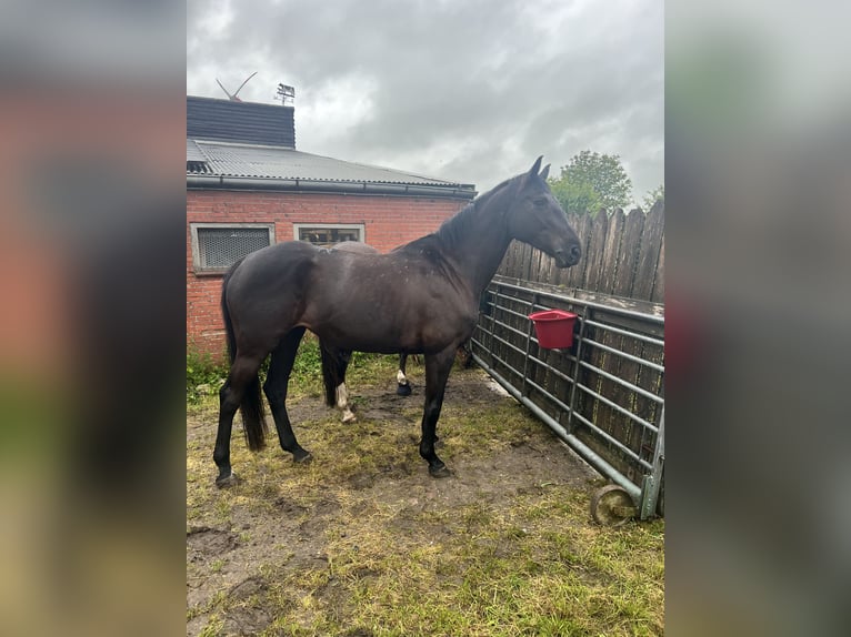 Oldenburg-International (OS) Mare 8 years 16 hh Black in Hinte