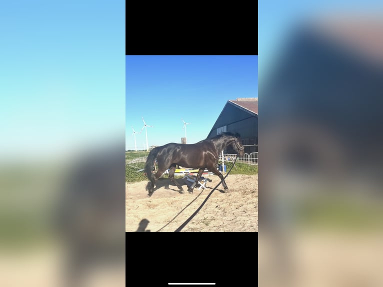 Oldenburg-International (OS) Mare 8 years 16 hh Black in Hinte