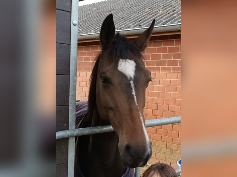 Oldenburg-International (OS) Mare 8 years 16 hh Brown in Steinfeld (Oldenburg)