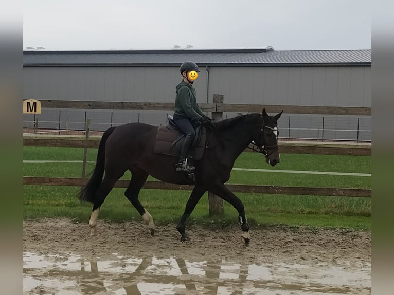 Oldenburg-International (OS) Mare 8 years 16 hh Brown in Steinfeld (Oldenburg)