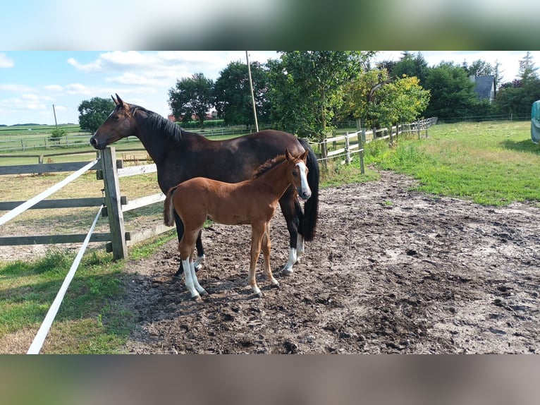 Oldenburg-International (OS) Mare 8 years 16 hh Brown in Steinfeld (Oldenburg)
