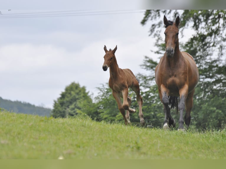 Oldenburg-International (OS) Mare 8 years 16 hh Brown in Gummersbach