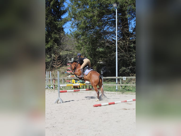 Oldenburg-International (OS) Mare 8 years 16 hh Brown in FreudenstadtFreudenstadt