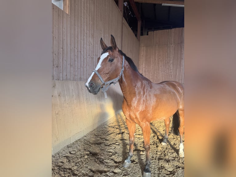 Oldenburg-International (OS) Mare 8 years 16 hh Brown in FreudenstadtFreudenstadt