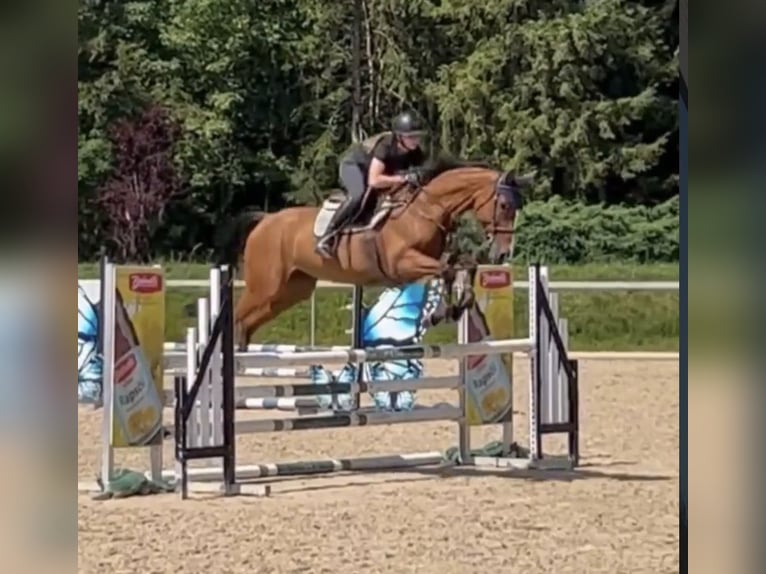Oldenburg-International (OS) Mare 8 years 16 hh Brown in FreudenstadtFreudenstadt