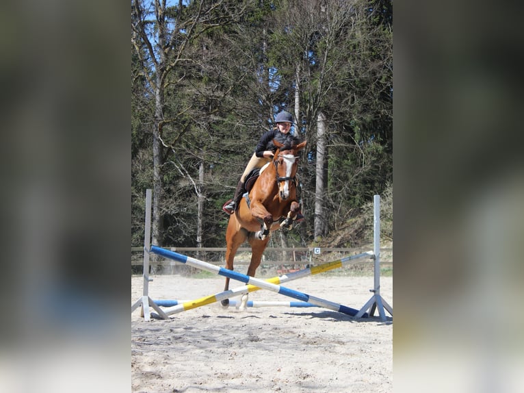 Oldenburg-International (OS) Mare 8 years 16 hh Brown in FreudenstadtFreudenstadt