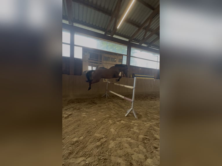 Oldenburg-International (OS) Mare 8 years 16 hh Brown in FreudenstadtFreudenstadt