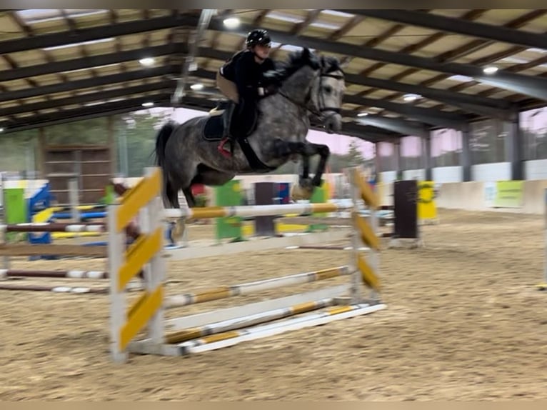 Oldenburg-International (OS) Mare 8 years 16 hh Can be white in Eckental