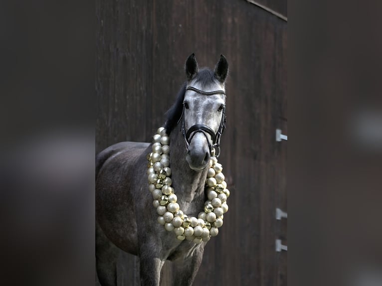 Oldenburg-International (OS) Mare 8 years 16 hh Can be white in Eckental