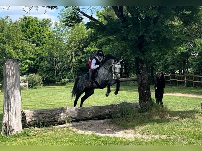 Oldenburg-International (OS) Mare 8 years 16 hh Can be white in Eckental