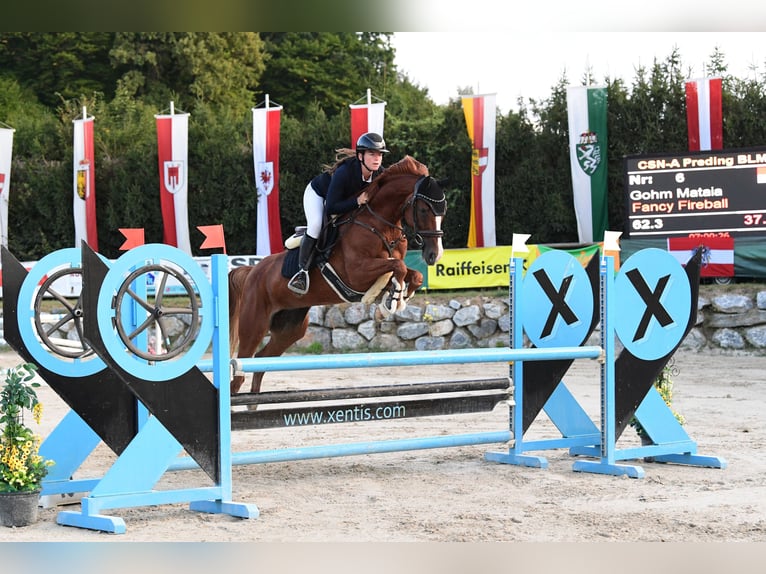 Oldenburg-International (OS) Mare 8 years 16 hh Chestnut-Red in schlins