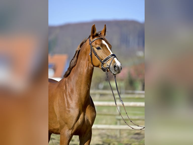 Oldenburg-International (OS) Mare 8 years 16 hh Chestnut in Springe