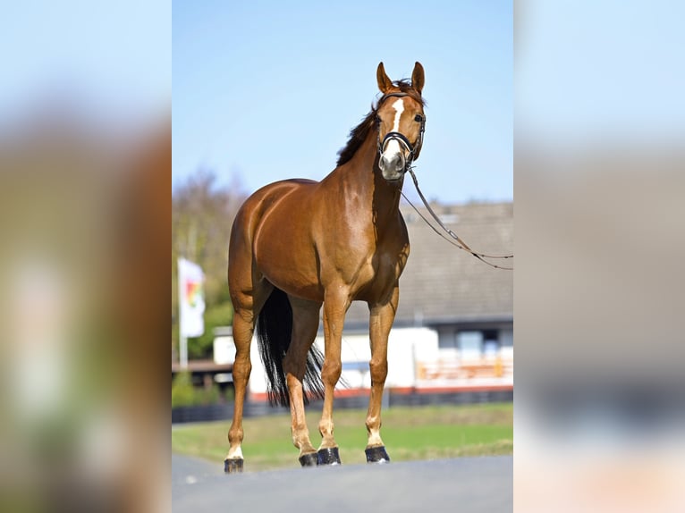 Oldenburg-International (OS) Mare 8 years 16 hh Chestnut in Springe