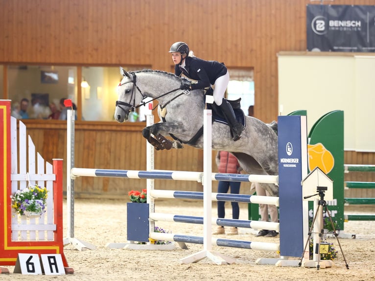 Oldenburg-International (OS) Mare 8 years 16 hh Grey in Borthen