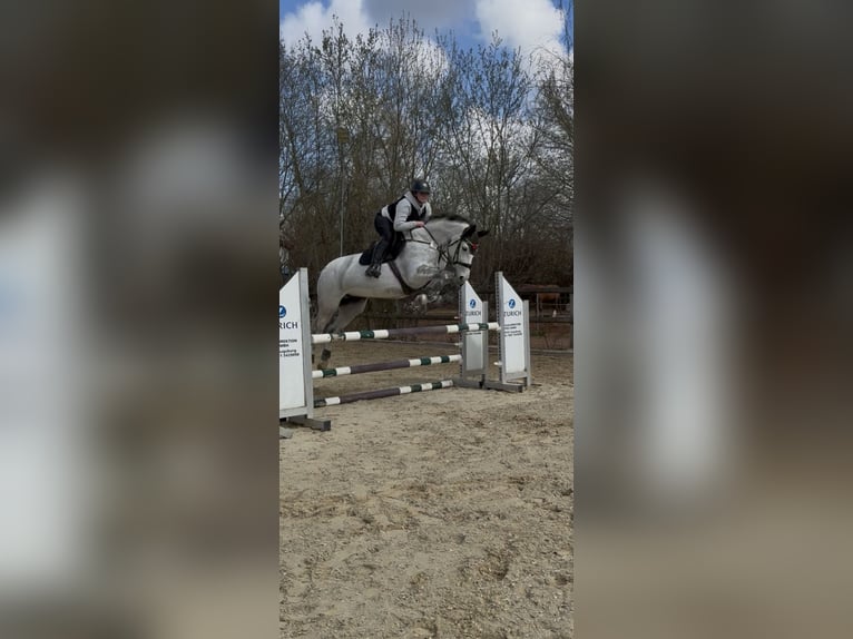 Oldenburg-International (OS) Mare 8 years 16 hh White in Augsburg