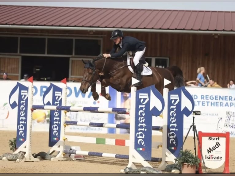 Oldenburg-International (OS) Mare 8 years 16,1 hh Bay-Dark in Mutlangen Oldenburg-International (OS) Mare 8 years 16,1 hh Bay-Dark in Mutlangen