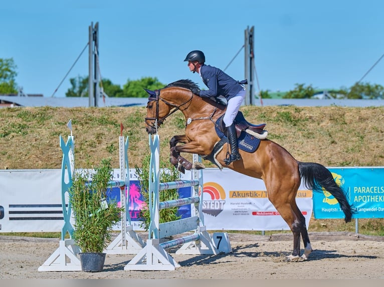 Oldenburg-International (OS) Mare 8 years 16,1 hh Brown in Stuhr