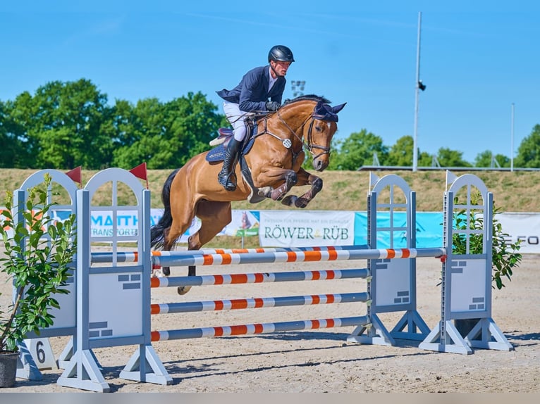 Oldenburg-International (OS) Mare 8 years 16,1 hh Brown in Stuhr