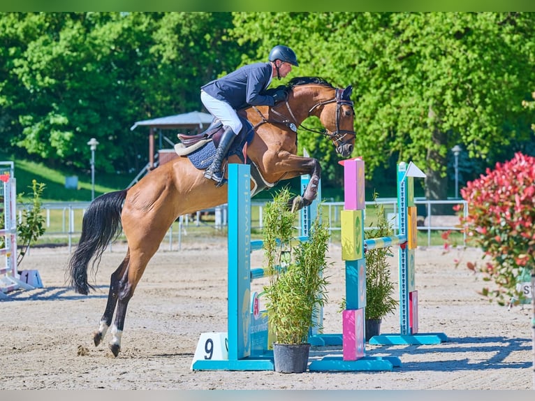 Oldenburg-International (OS) Mare 8 years 16,1 hh Brown in Stuhr