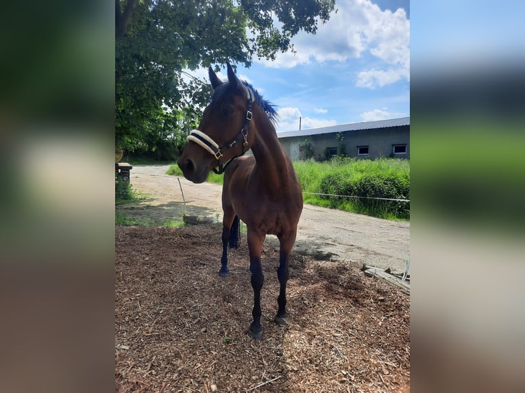 Oldenburg-International (OS) Mare 8 years 16,1 hh Brown in Chemnitz, Sachsen