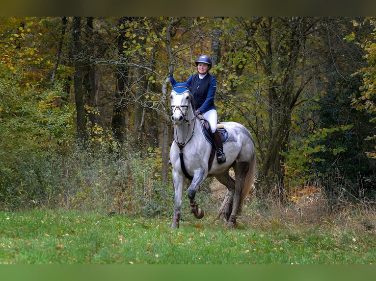 Oldenburg-International (OS) Mare 8 years 16,1 hh Grey in Windeck