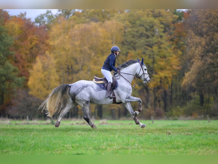 Oldenburg-International (OS) Mare 8 years 16,1 hh Grey in Windeck