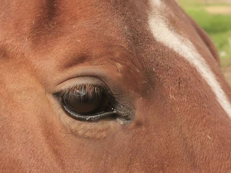 Oldenburg-International (OS) Mare 8 years 16,2 hh Brown in Rimbach