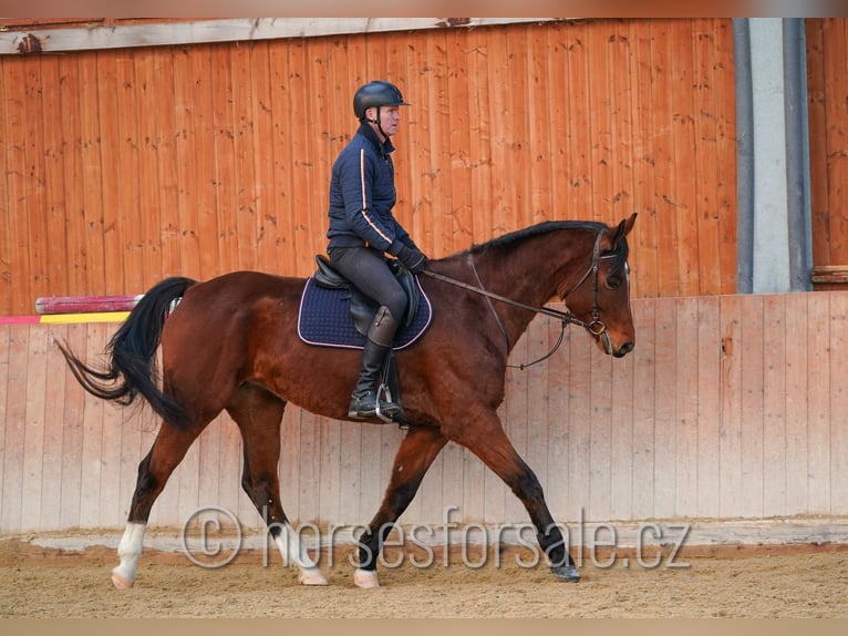 Oldenburg-International (OS) Mare 8 years 16,2 hh Brown in Jindrichuv Hradec