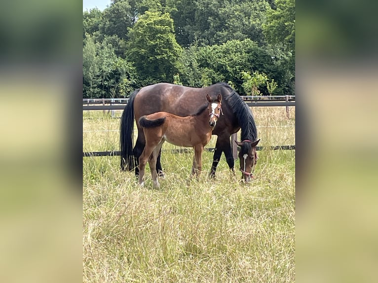 Oldenburg-International (OS) Mare 8 years 16,3 hh Brown in Heiden