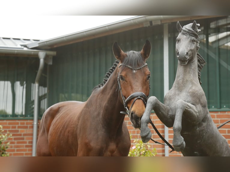 Oldenburg-International (OS) Mare 8 years 16,3 hh Brown in Heiden