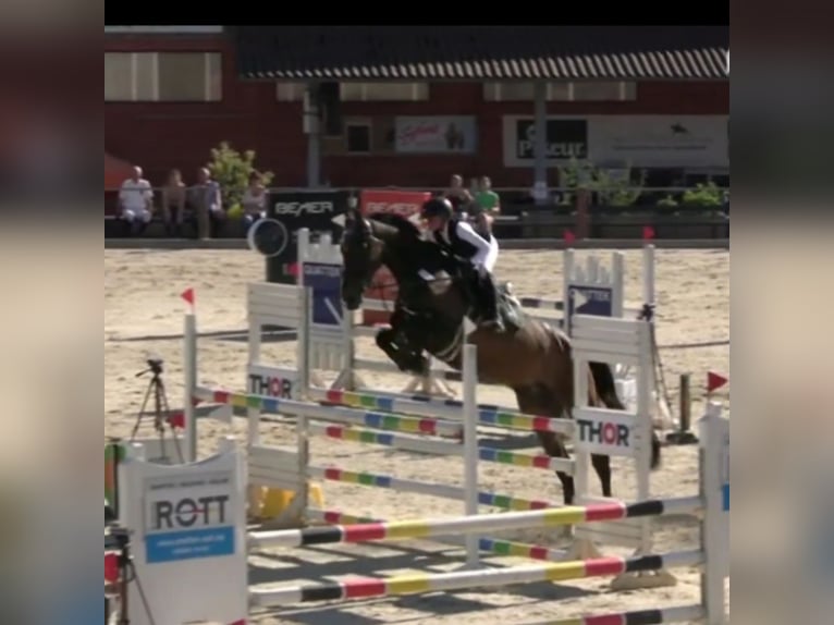 Oldenburg-International (OS) Mare 8 years 17.1 hh Bay-Dark in Hardegsen