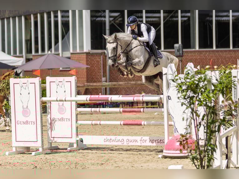 Oldenburg-International (OS) Mare 8 years 17 hh Grey in Schermbeck