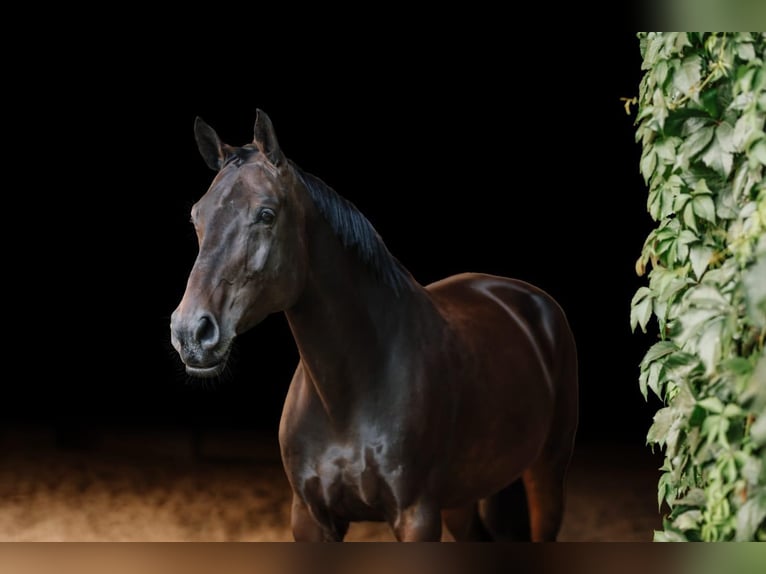 Oldenburg-International (OS) Mare 8 years 17 hh Smoky-Black in Deinsdorf