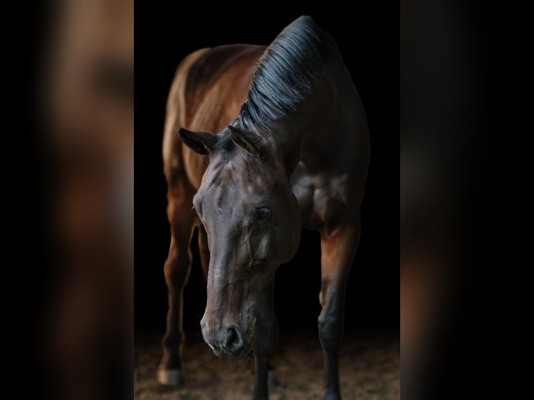 Oldenburg-International (OS) Mare 8 years 17 hh Smoky-Black in Deinsdorf
