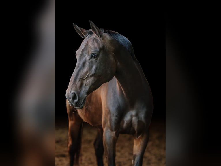 Oldenburg-International (OS) Mare 8 years 17 hh Smoky-Black in Deinsdorf